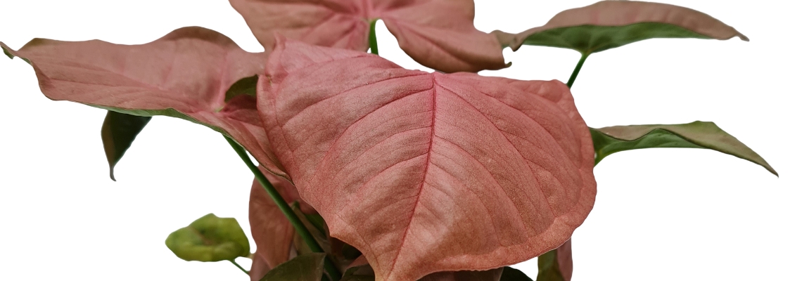 Syngonium-Neon-Banner Image.jpg